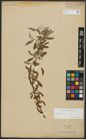 Foto von Salix alba L.